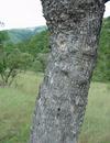 Combretum molle Tree , Uganda Africa