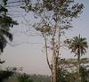 Cordia millenii tree in Africa