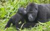 Mother's Love<br>Mountain Gorillas in East Africa