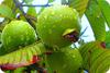 Apple Guava on Tree, Uganda