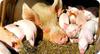 Commercial Pig Farming in Uganda, Africa