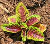 Amaranthus Seedling in Garden Africa