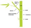 Bamboo Plant Anatomy 