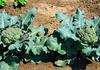 Broccoli Vegetables in garden Africa