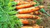 Carrots in Uganda Africa freshly Uprooted