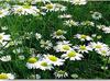 Chamomile Flowers in Uganda 