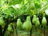 Chayote Plantation in Africa 