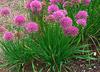 Chive Spice Plants in Uganda 