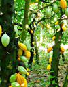 Cocoa Trees with Ripe Yellow Fruits 