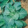 Collards a.k.a Sukumawiki in Uganda