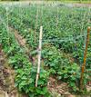 Commercial Cucumber Growing in Africa 