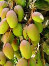 Mangoes in Uganda