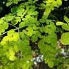 Moringa Tree Leaves in Uganda 