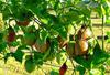 Ripe Passion Fruits on Plant 