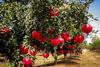 Pomegranate Trees with Fruits 