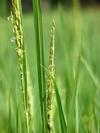 Rice Plant with grains in Africa 