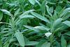 Sage Plant with Fresh leaves in Uganda 