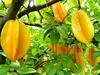 Ripe Star Fruits on Plant 