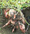 Sweet Potatoes being Harvested 