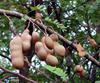Tamarind Plants with Fruits 