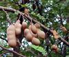 Tamarind Plants with Fruits 