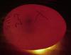 Fertilized Egg on Candling Machine 