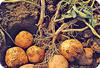 Irish Potatoes Fresh from Soil in Uganda
