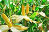 Maize Cobs on Plant Stems 