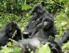 Gorilla Familly in Uganda Africa