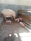 Pigs in Uganda