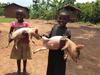 Aletia and Namuli receiving piglets donations to support their education from Buena Charity Services in Uganda  