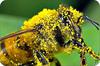 Honey Bee Laden with Pollen