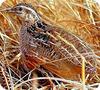 Quail Bird in Uganda, Africa