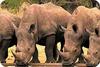 Rhinos In Africa Uganda