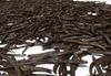 Curing Uganda Vanilla Beans- Sun drying Phase 