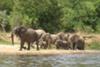 The first thing we saw was a Elephant mother and her baby.