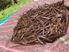 Drying Uganda Vanilla Beans 