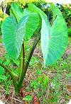 Yam Plant Common in Uganda Swamps