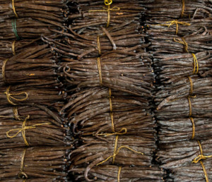 Vanilla Beans for Export in Uganda 