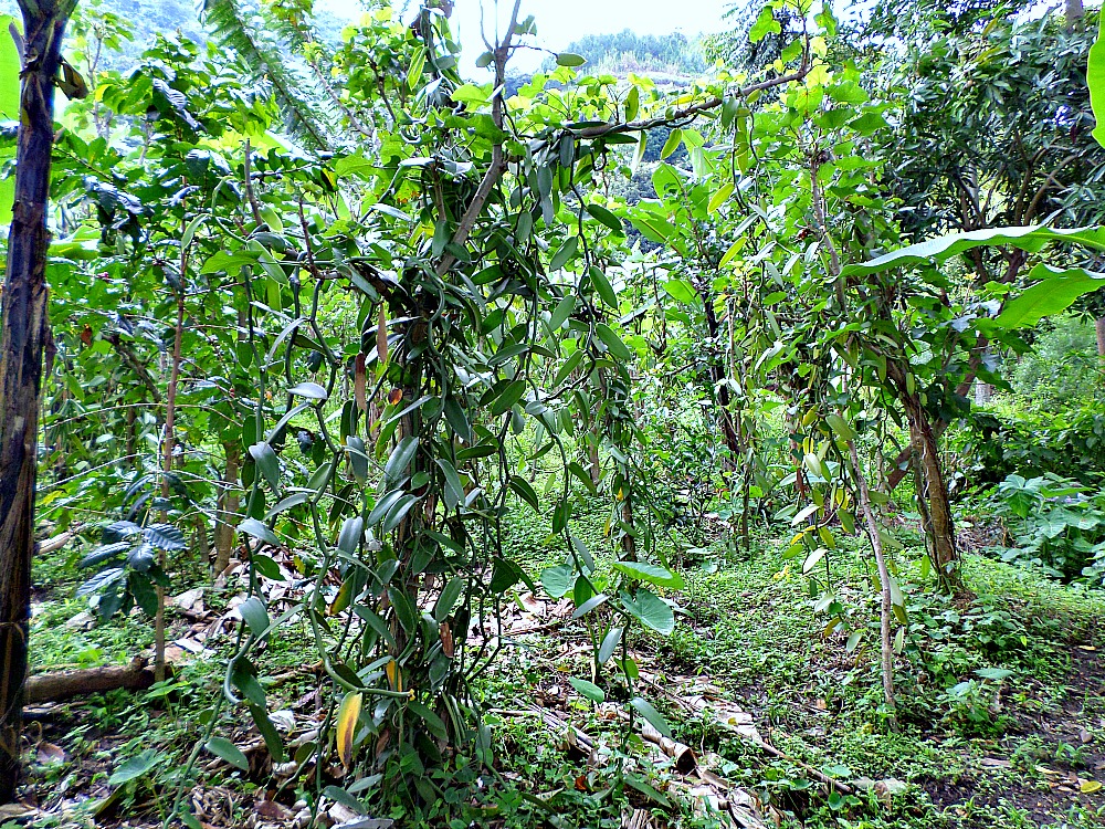 Vanilla plantation in Uganda Africa. <br> You can see the spacing , the Intercroping & the shades