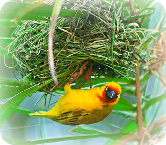 Uganda Birding Safari Guide: Weaver Bird