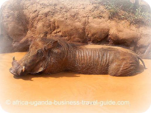 Wild pig in Lake Mburo National Park