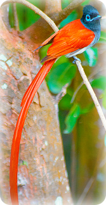 Uganda Birding Safari Guide: AFRICAN PARADISE FLYCATCHER