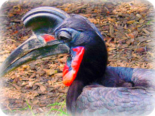 Uganda Bird Guides: Abyssinian Ground Hornbill