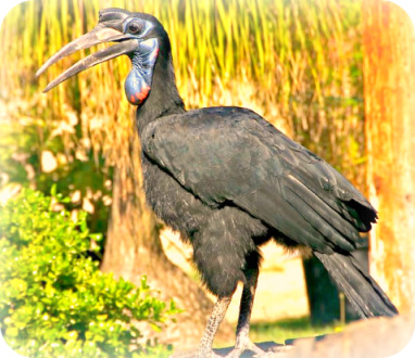 Uganda Bird Guides: Abyssinian Ground Hornbill
