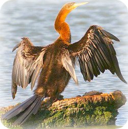 Uganda Bird Guides: The African Darter