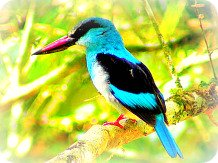 Uganda Bird Guides: The African Dwarf Kingfisher