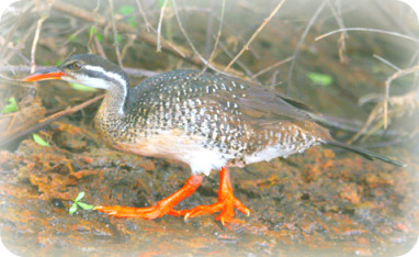 Uganda Birding Safari Guide: African Finfoot