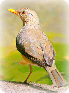 Uganda Birding Safari Guide: African Thrush