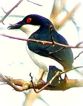 Uganda Birding Safari Guide: BLACK AND WHITE SHRIKE-FLY CATCHER